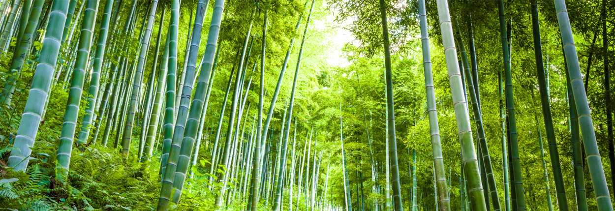 Green Transition Climate & Environment