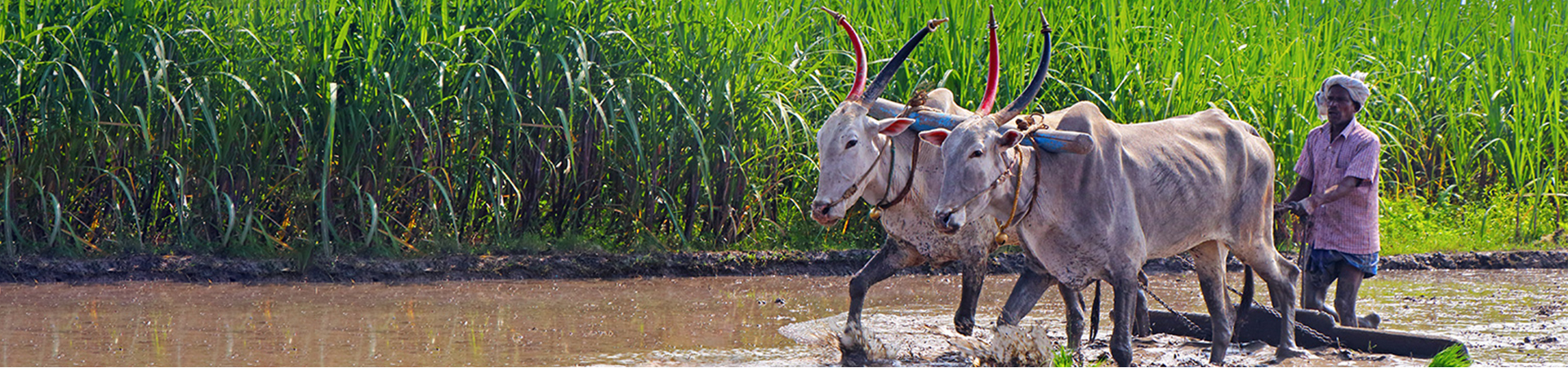 Task Force on Agriculture Development