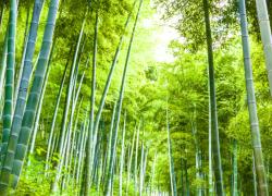 Climate Change & Environment